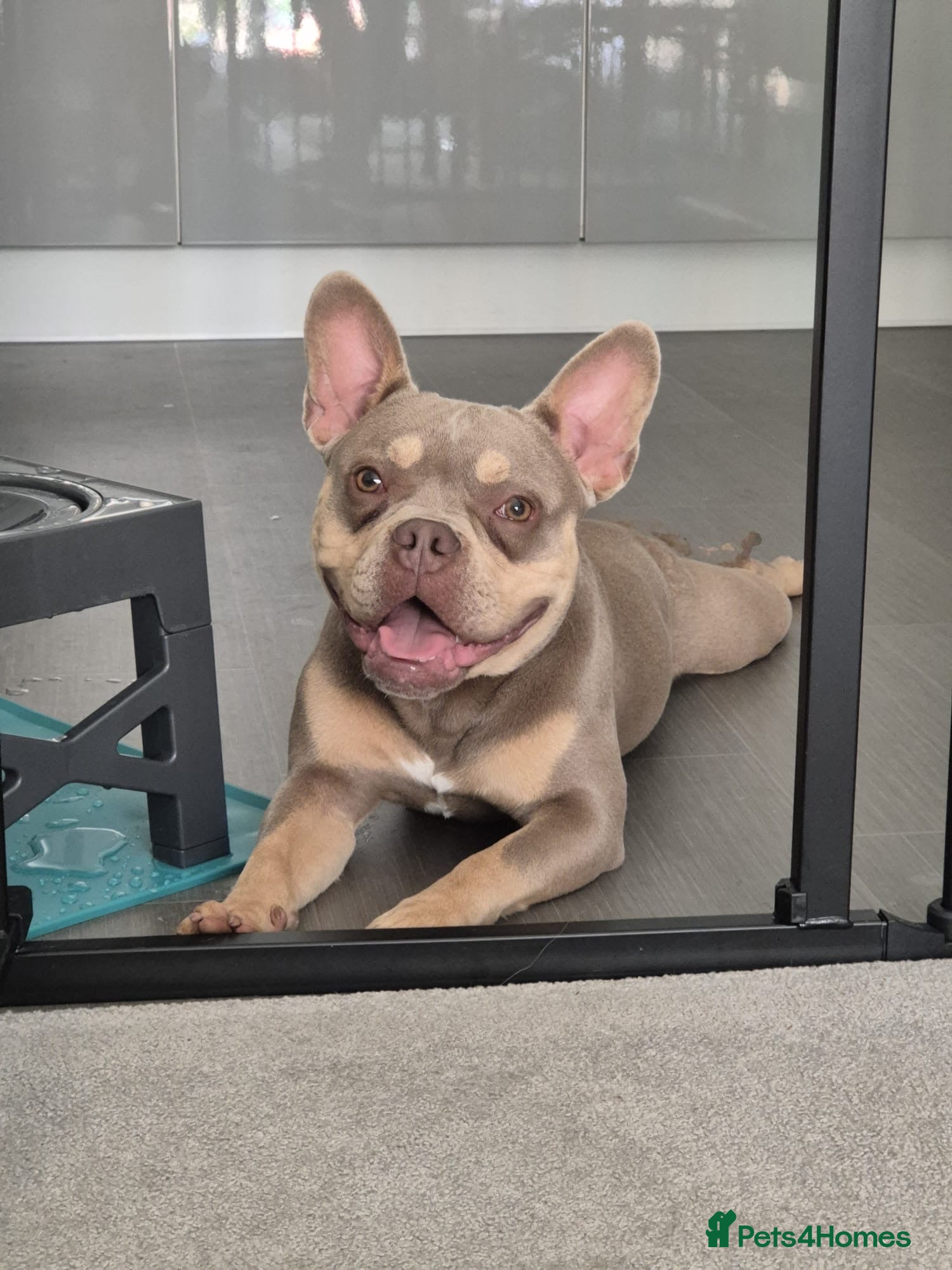Mixed Breed dogs Frenchie x Pocket Bully - Advert 5