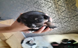 Mixed Breed dogs for sale: Dusky - Image 8
