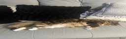 British Longhair cats for sale: Minnie - Advert 2