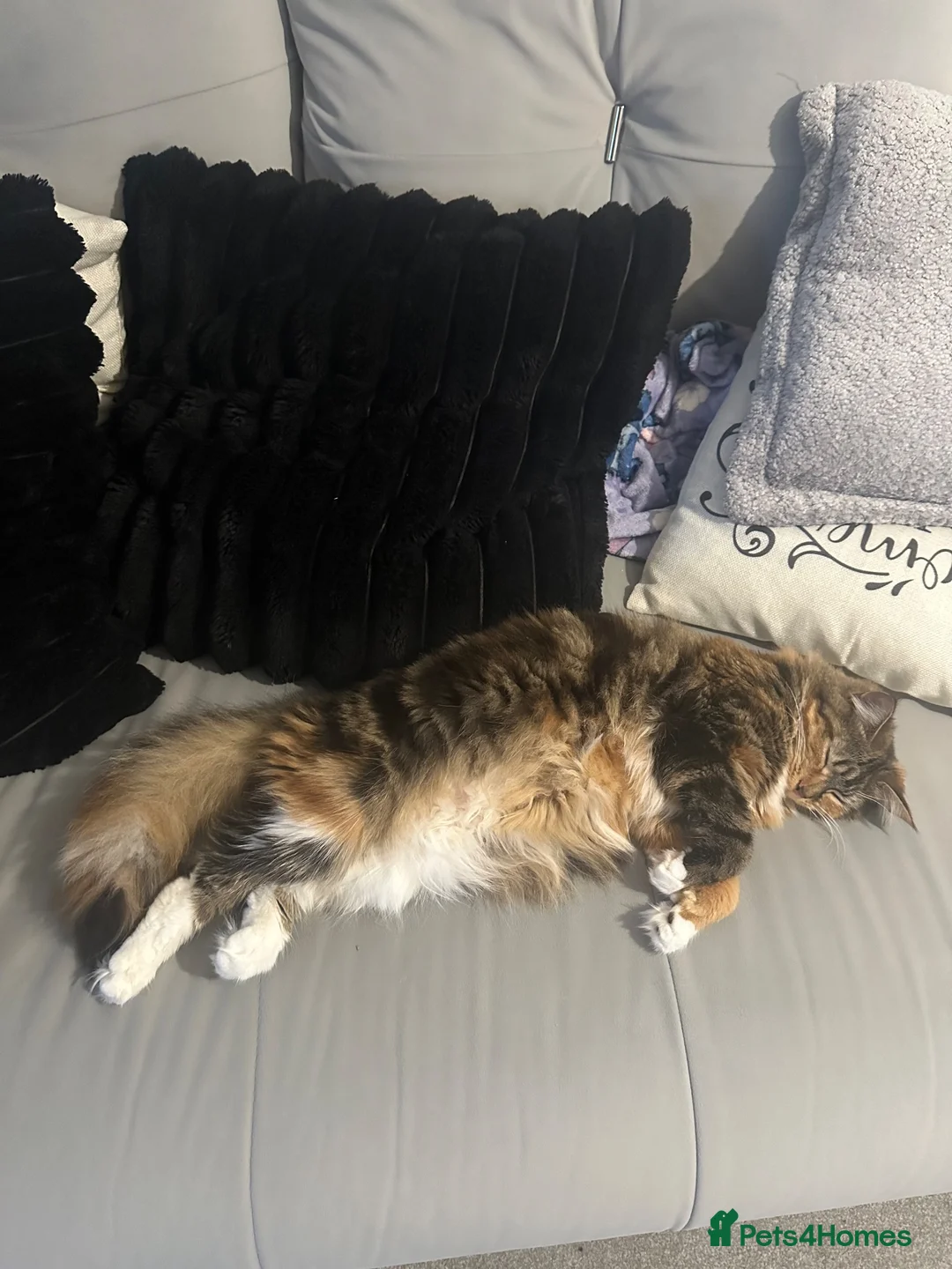 British Longhair cats for sale: Minnie - Advert 2