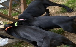 Cane Corso dogs for sale: Big Pure Cane Corso Puppies Ready Now!  - Image 26