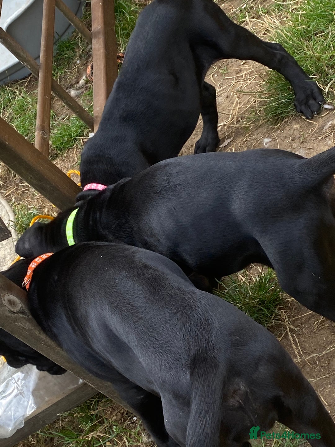 Cane Corso dogs for sale: Big Pure Cane Corso Puppies Ready Now!  - Image 26