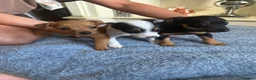 Jack Russell dogs for sale: Jack Russell  in Willenhall - Advert 4