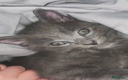 Mixed Breed cats for sale: Little Grey Boy Kitten - Image 5