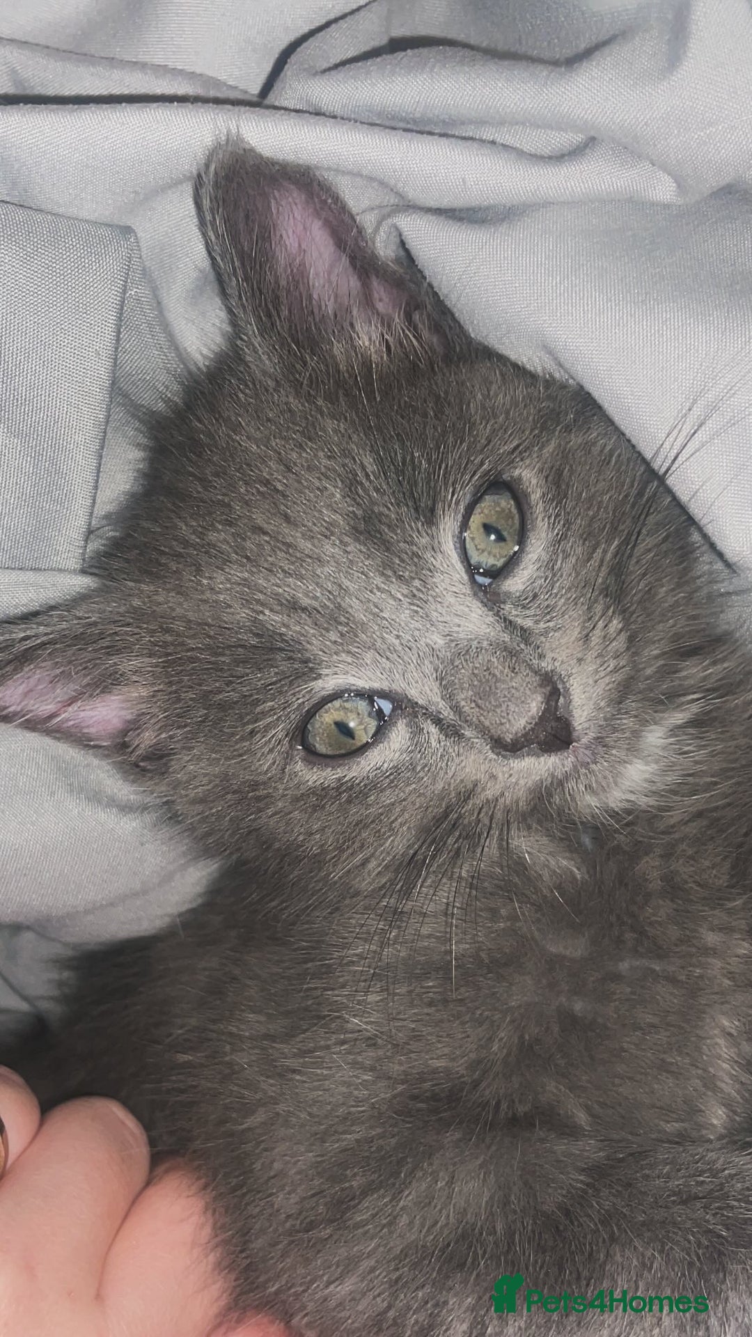 Mixed Breed cats for sale: Little Grey Boy Kitten - Image 5