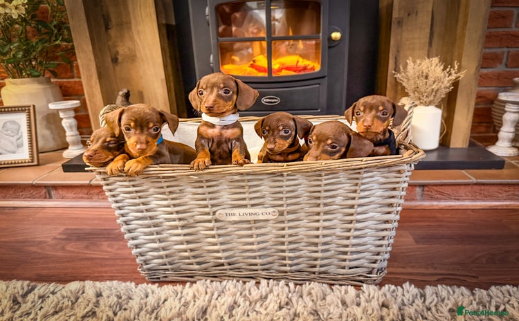 Miniature Dachshund dogs - Advert 15