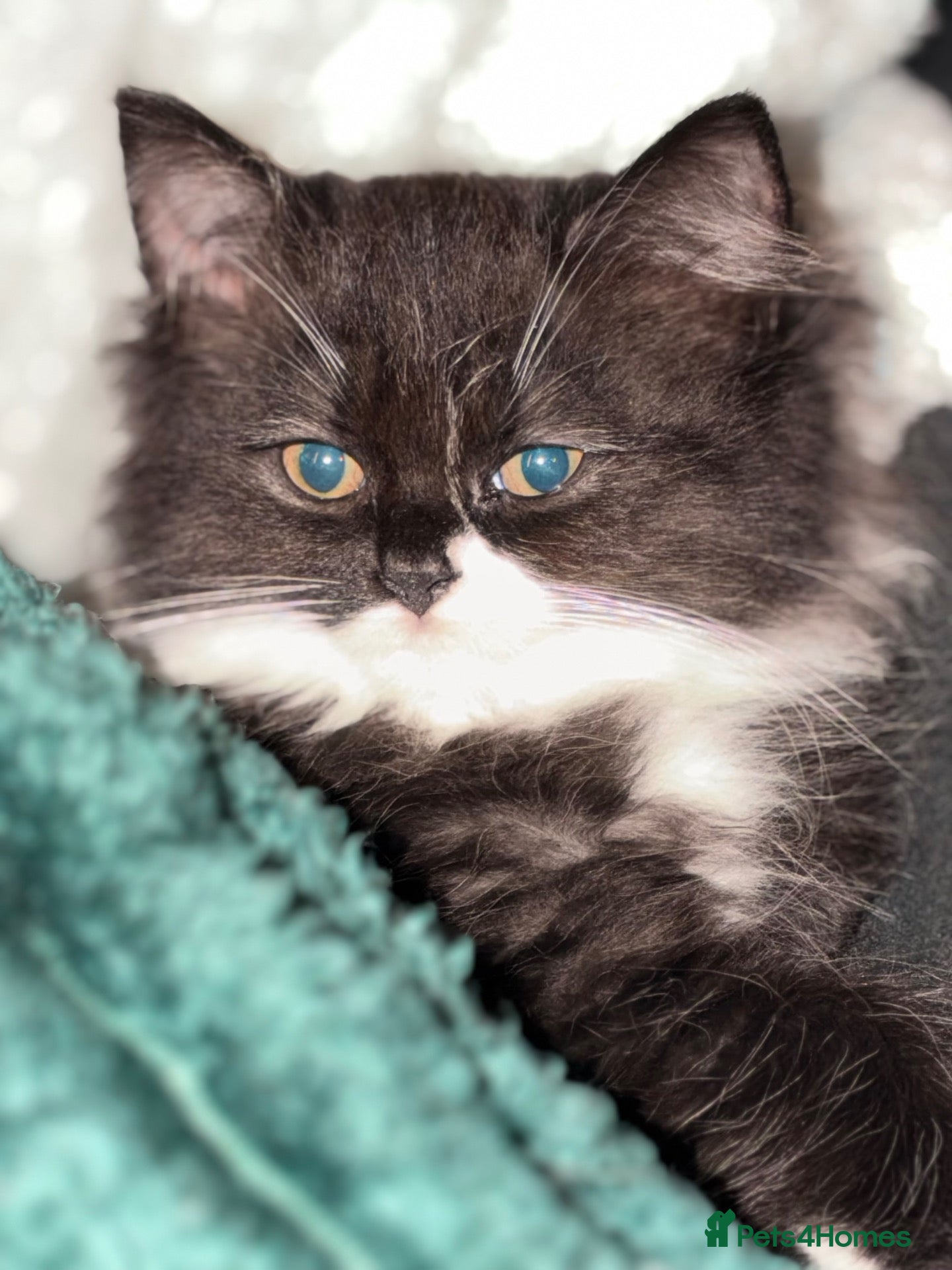 British Longhair cats Stunning British long hair LAST MALE LEFT - Advert 4