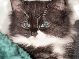 British Longhair cats Stunning British long hair LAST MALE LEFT - Advert 4