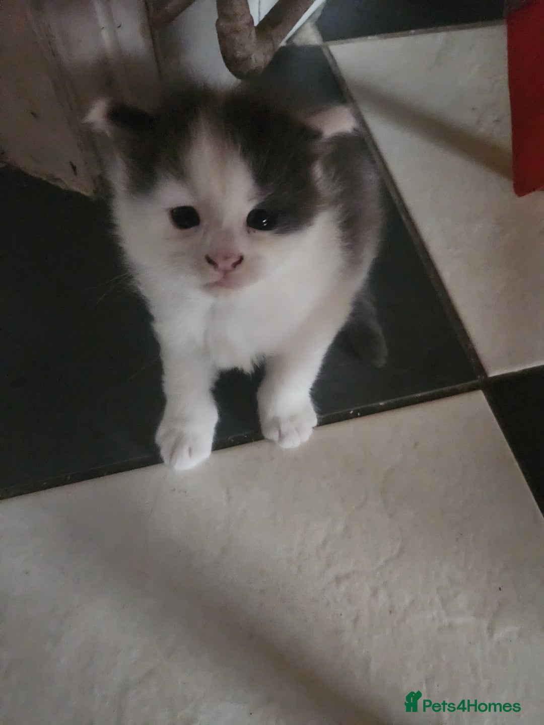 Maine Coon cats for sale: Beautiful Purebred maine coon kittens - Advert 10