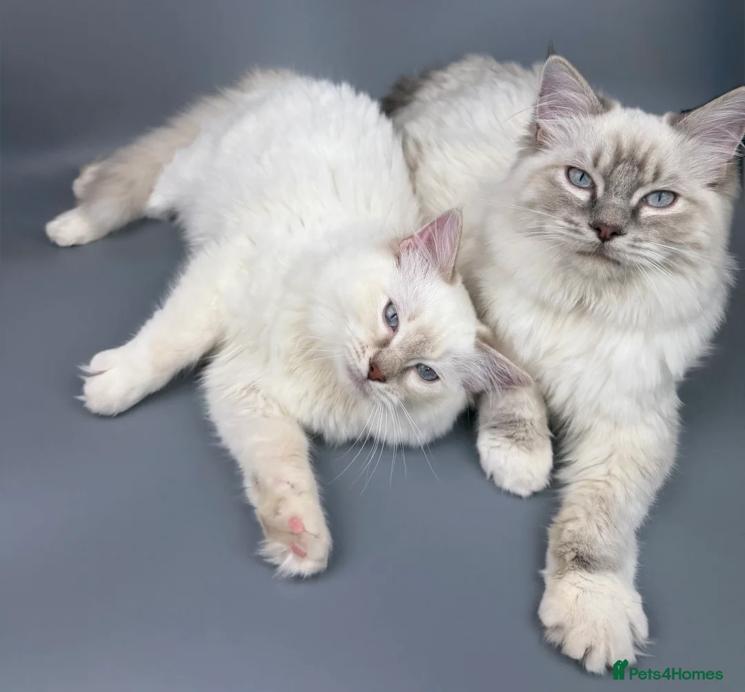 Ragdoll cats for sale: BONDED RAGDOLL BROTHERS - HEALTH TESTED PARENTS - Advert 2