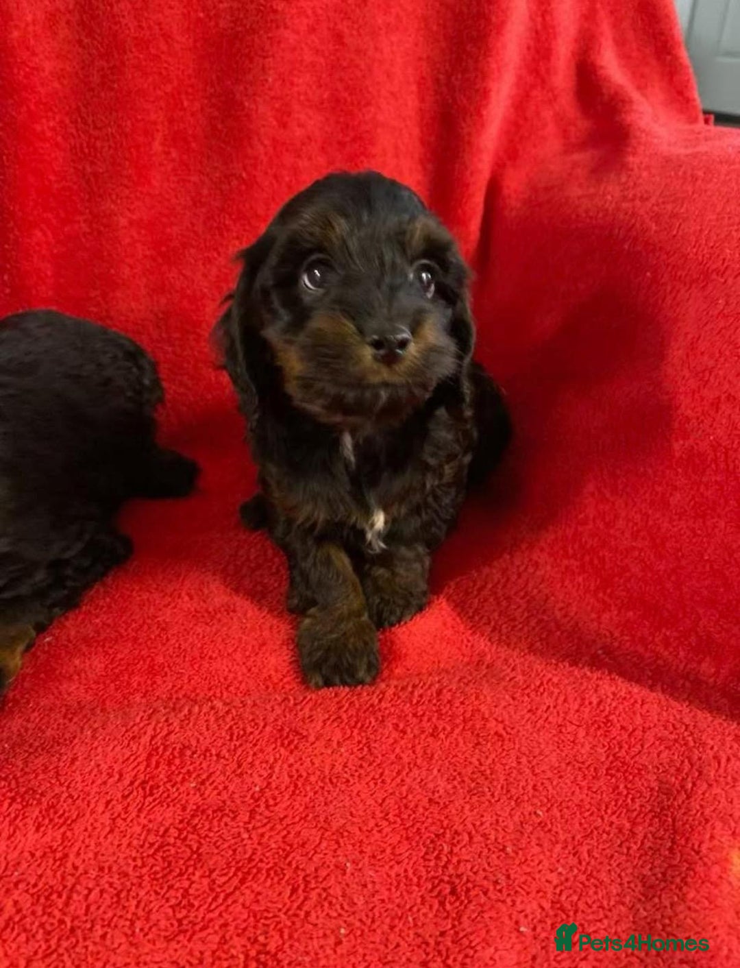 Cockapoo dogs for sale: Cockapoo pups - Advert 3