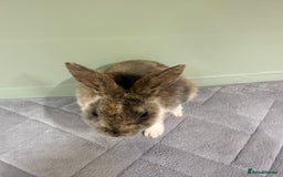 Rex rabbits for sale: Mini Rex's ‼️NOW AVAILABLE ‼️ 9 weeks old  - Advert 7