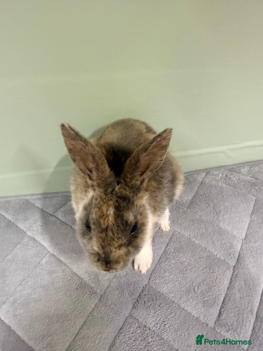 Rex rabbits for sale: Mini Rex's ‼️NOW AVAILABLE ‼️ 9 weeks old  - Advert 7