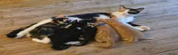 Mixed Breed cats for sale: Tuxedo kitten - Advert 2