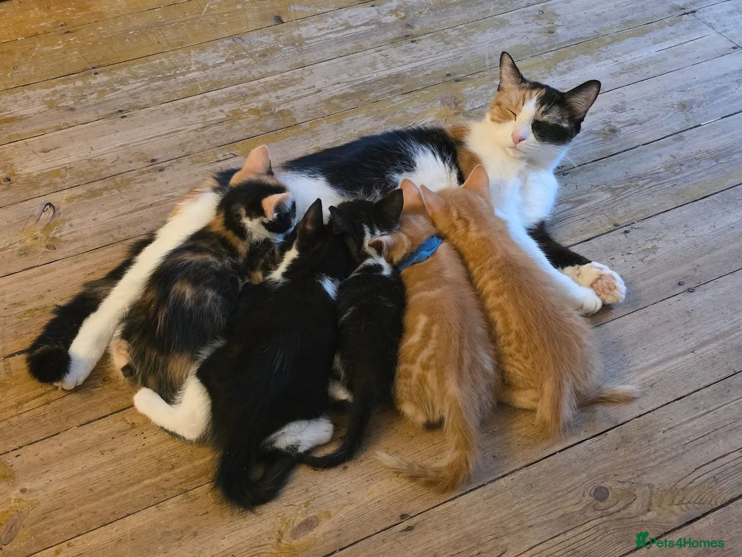 Mixed Breed cats for sale: Tuxedo kitten - Advert 2