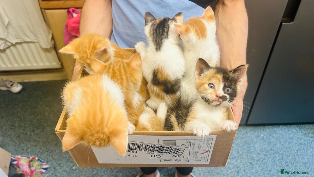 British Shorthair cats for sale: 📢 Kittens & Mum Looking for Loving Homes! - Image 2