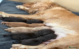 Cocker Spaniel dogs for sale: Beautiful Cocker Spaniel Pups - Image 25