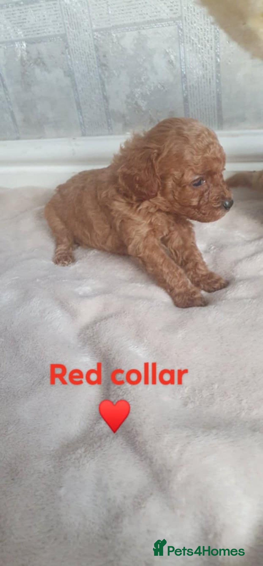 Yorkiepoo dogs for sale: Reduced price as  Last  little girl ready to leave in Barnsley - Image 5