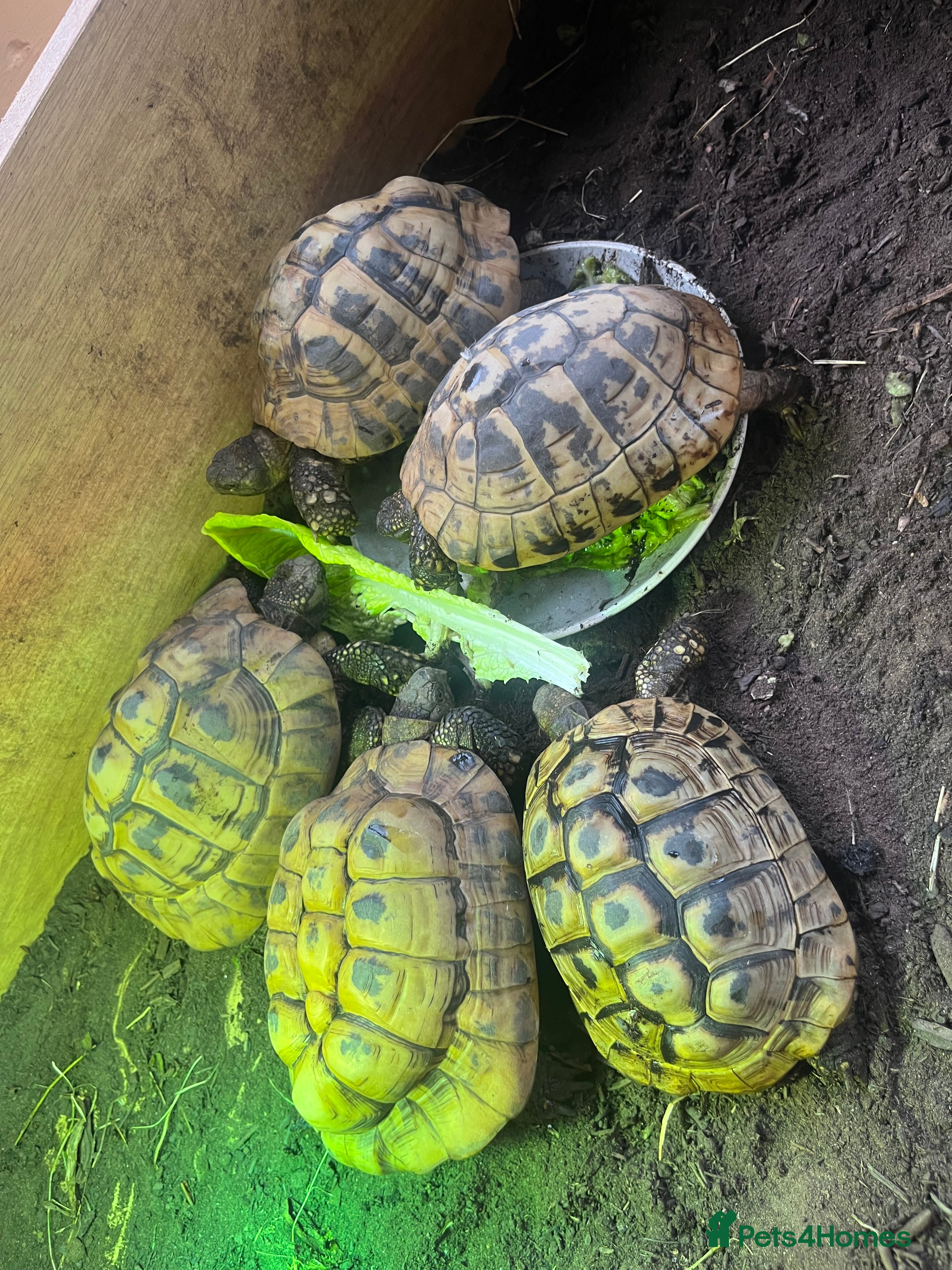 Hermann Tortoise reptiles Group of Hermann’s tortoise for sale - Advert 1