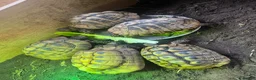 Hermann Tortoise reptiles for sale: Group of Hermann’s tortoise for sale - Advert 1