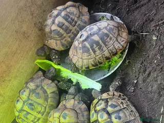 Hermann Tortoise reptiles Group of Hermann’s tortoise for sale - Advert 1