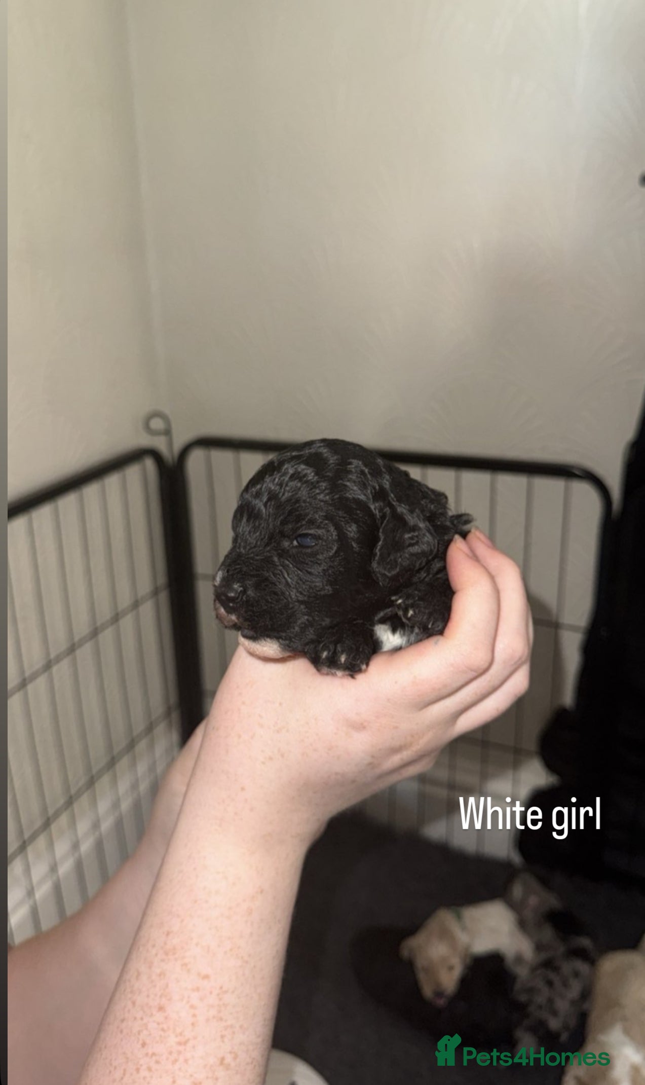Mixed Breed dogs Beautiful Cavapoochon x cockapoo Puppies  - Advert 2