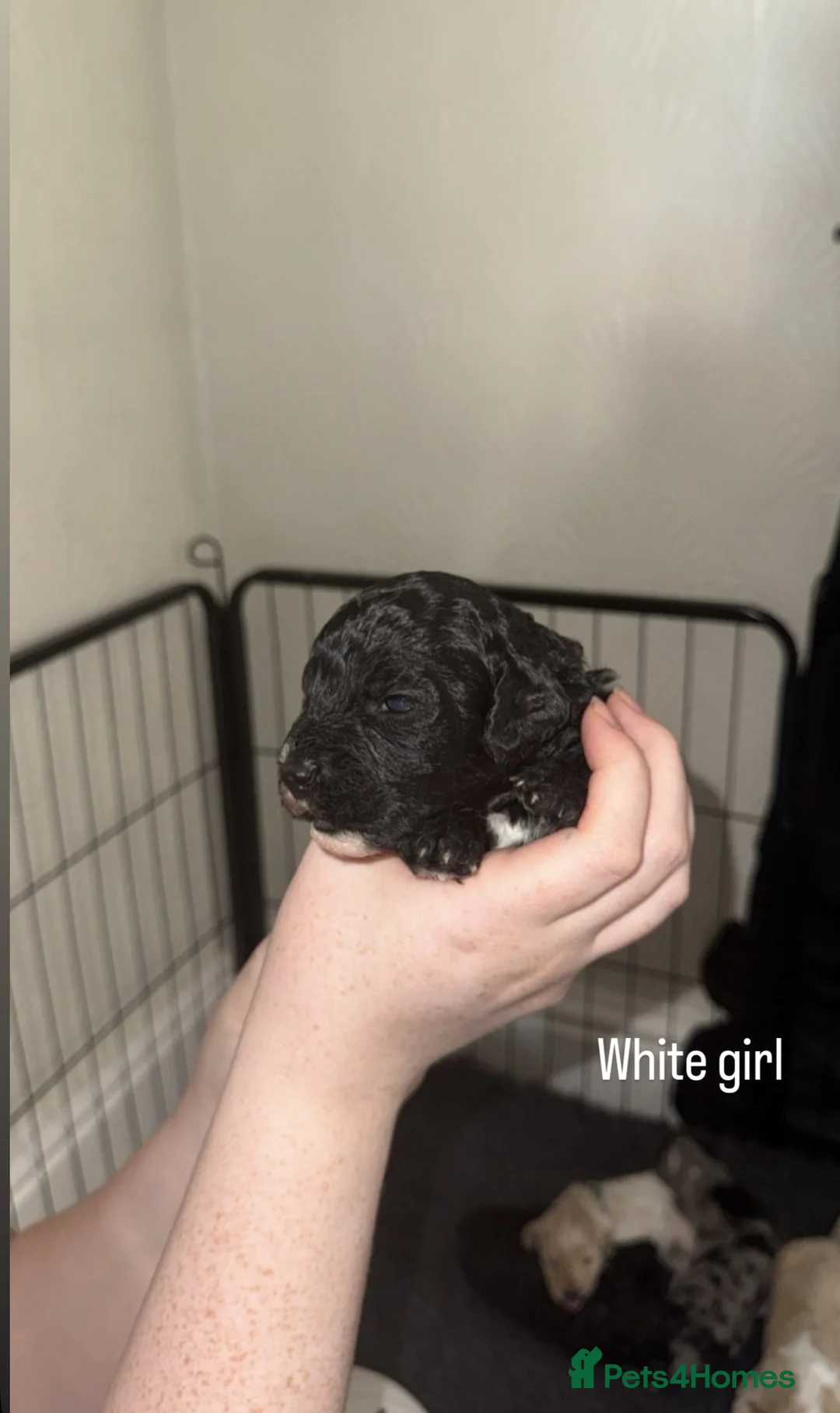 Mixed Breed dogs for sale: Beautiful Cavapoochon x cockapoo Puppies  - Advert 2