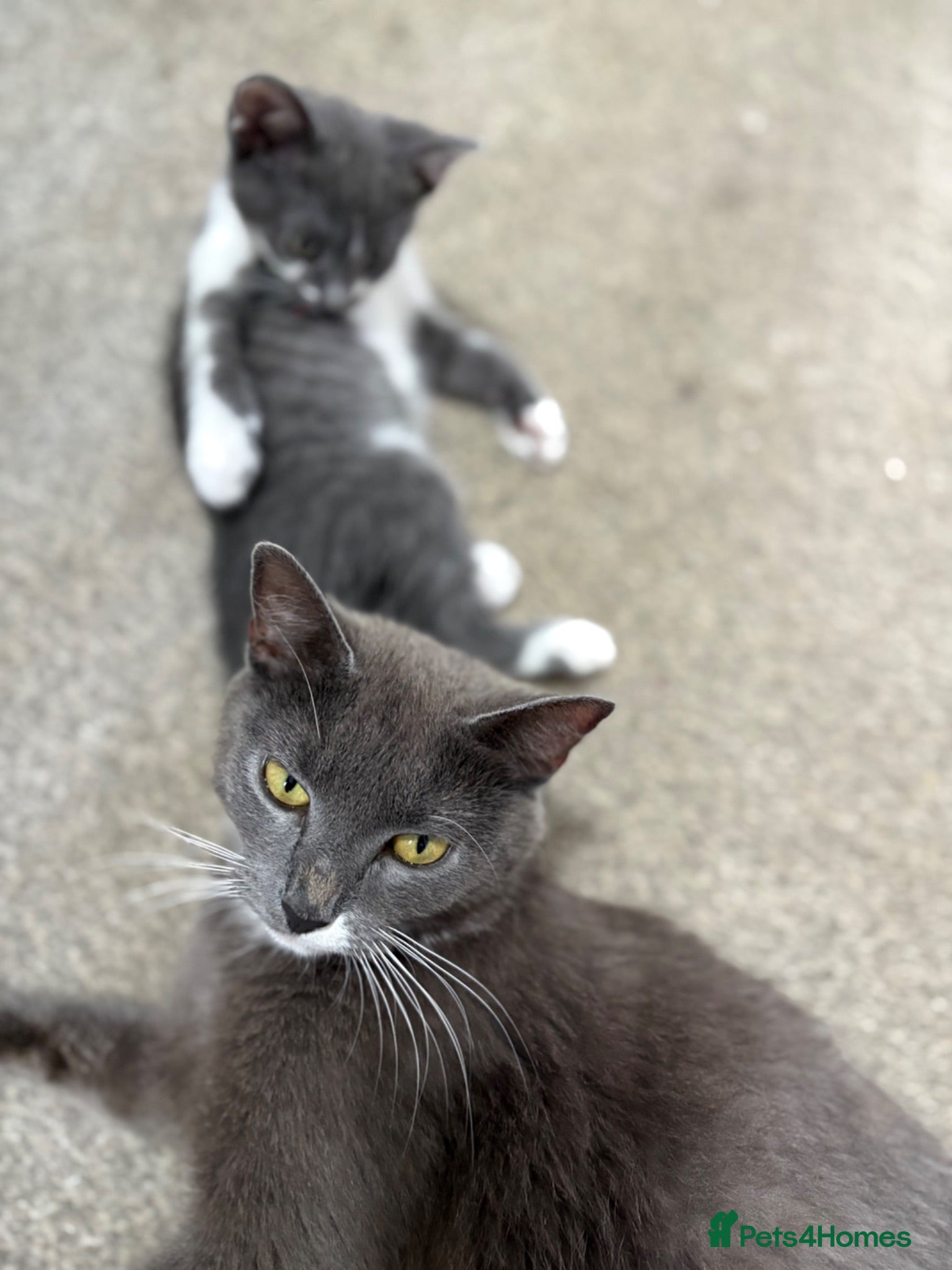 Mixed Breed cats Stunning lilac grey white kittens  - Advert 1