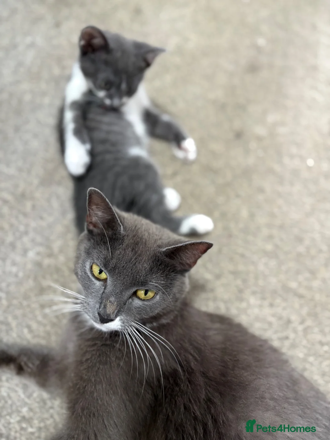 Mixed Breed cats for sale: Stunning lilac grey white kittens  in Rickmansworth - Advert 1