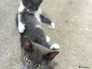 Mixed Breed cats Stunning lilac grey white kittens - Advert 9