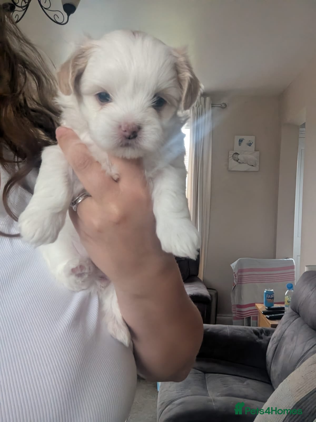 Malshi dogs for sale: 2 Malshi girls for sale to loving homes in Stockton-on-Tees - Advert 8