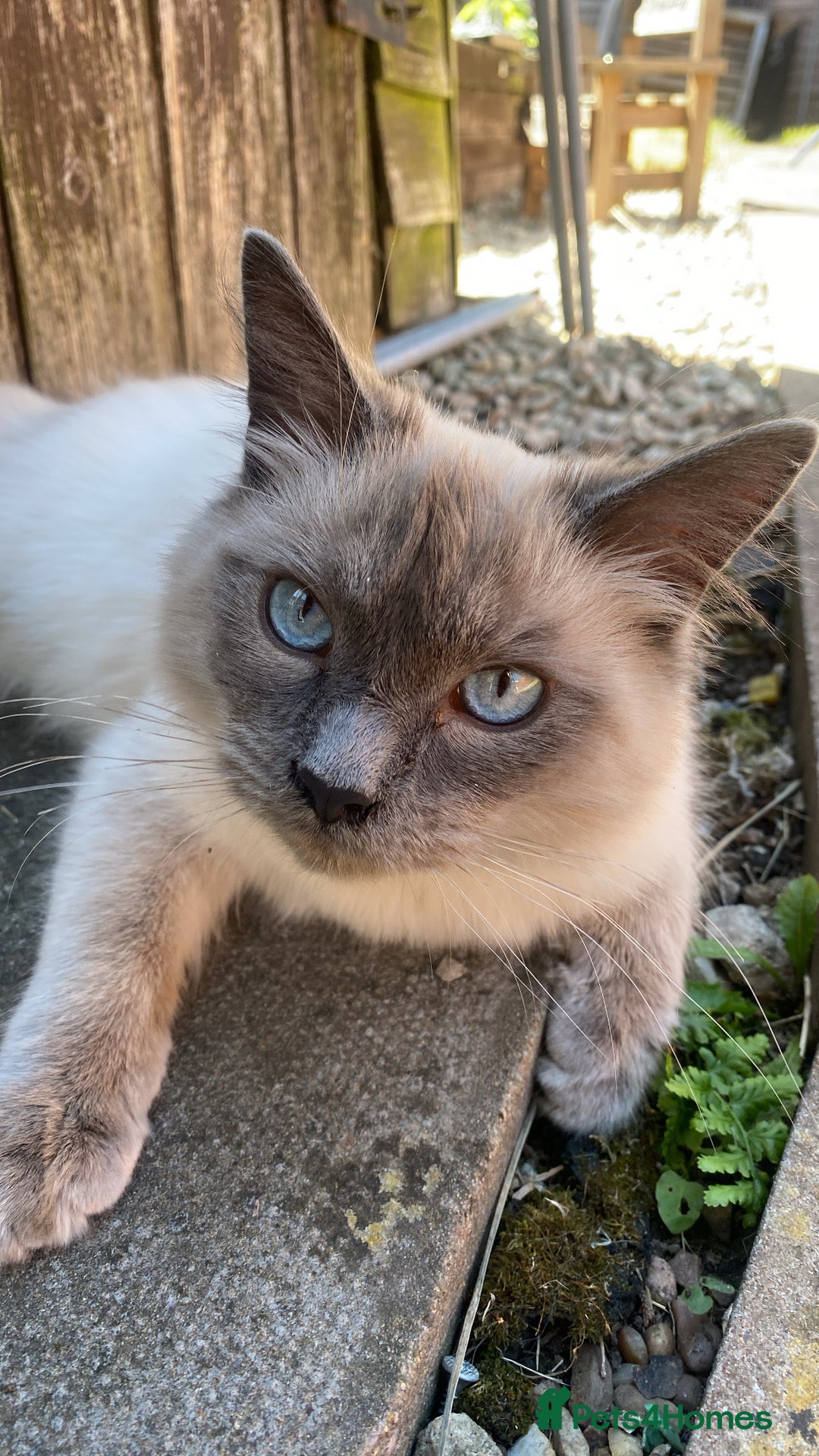 Maine Coon cats for sale: Tsuki Maine Coone White and Grey 1 Years Old - Advert 1