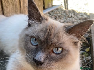 Maine Coon cats Tsuki Maine Coone White and Grey 1 Years Old - Advert 1