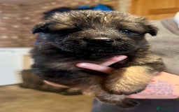 German Shepherd dogs for sale: Beautiful Litter of German Shepherd Puppies - Image 8