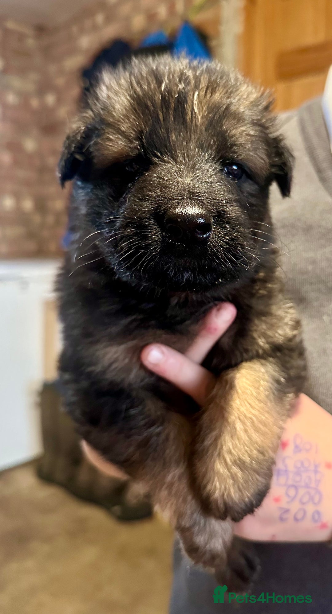 German Shepherd dogs for sale: Beautiful Litter of German Shepherd Puppies - Image 8