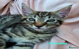 Mixed Breed cats for sale: Maine Coon Cross Kittens Still Available!! - Image 7