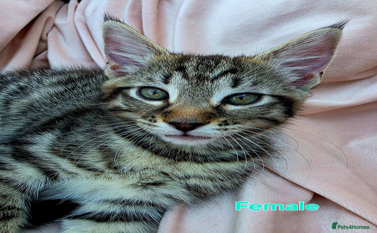 Mixed Breed cats for sale - Advert 2