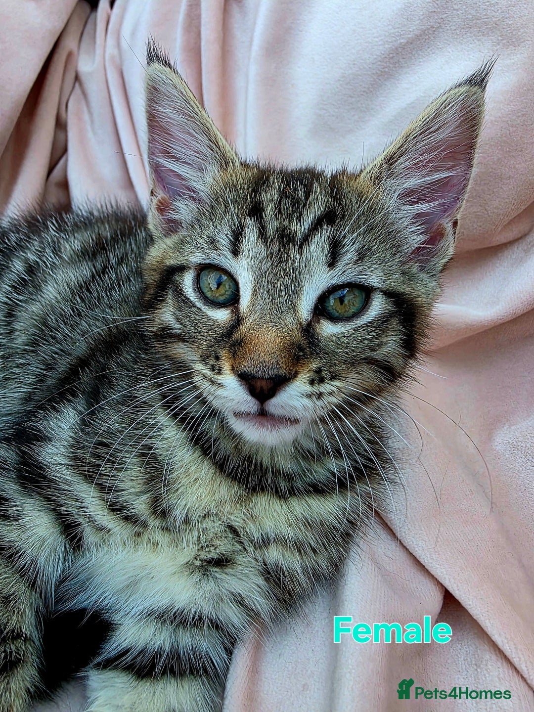 Mixed Breed cats for sale: Maine Coon Cross Kittens Still Available!! - Image 7