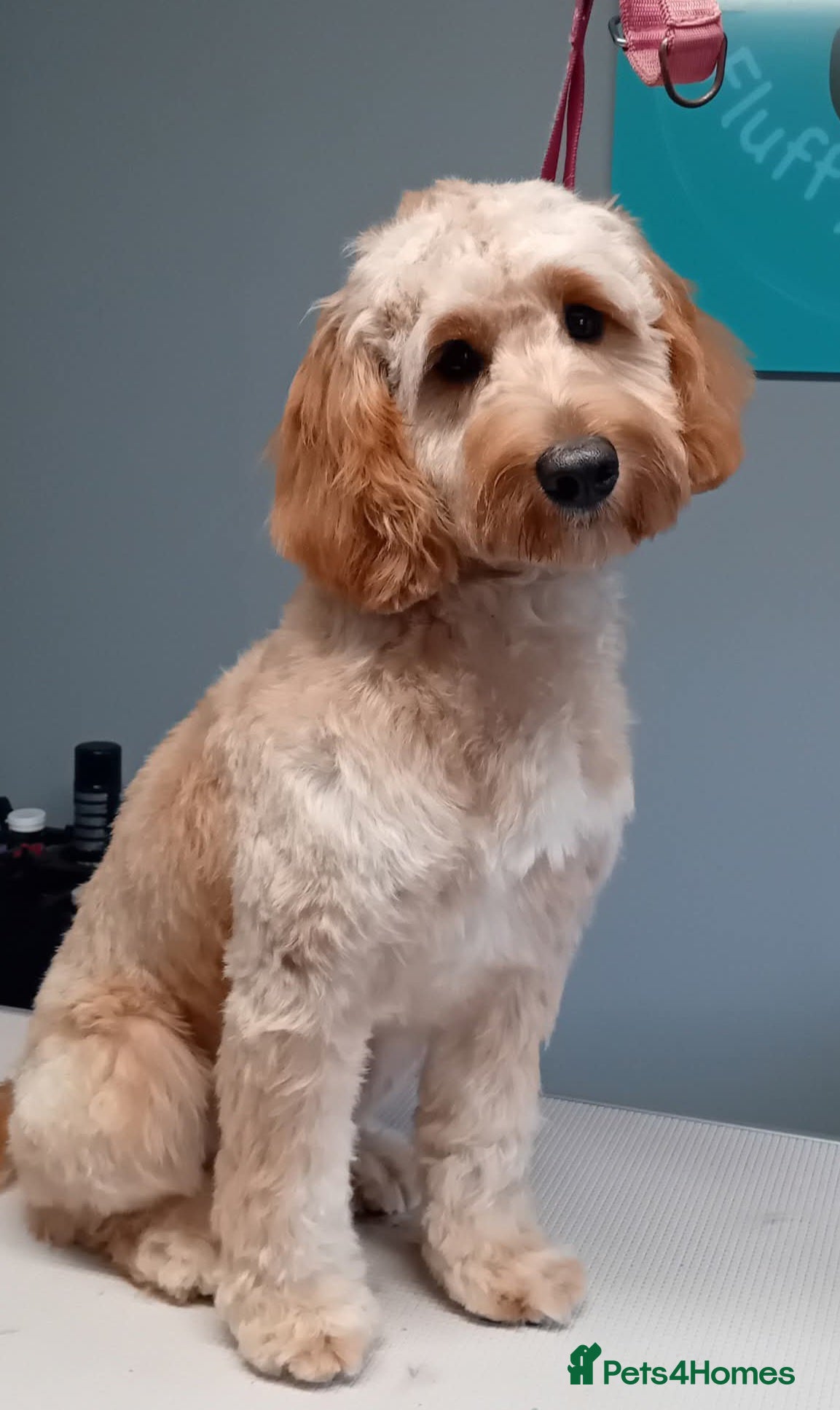 Cockapoo dogs Stunning proven F1 cockerpoo for stud - Advert 14