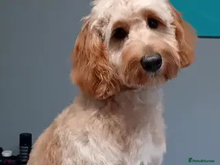 Cockapoo dogs **Proven** F1 apricot/golden cockerpoo for stud - Advert 6