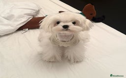 Maltipoo dogs for sale: *** Tiny Korean Maltipoo Babies *** - Image 10