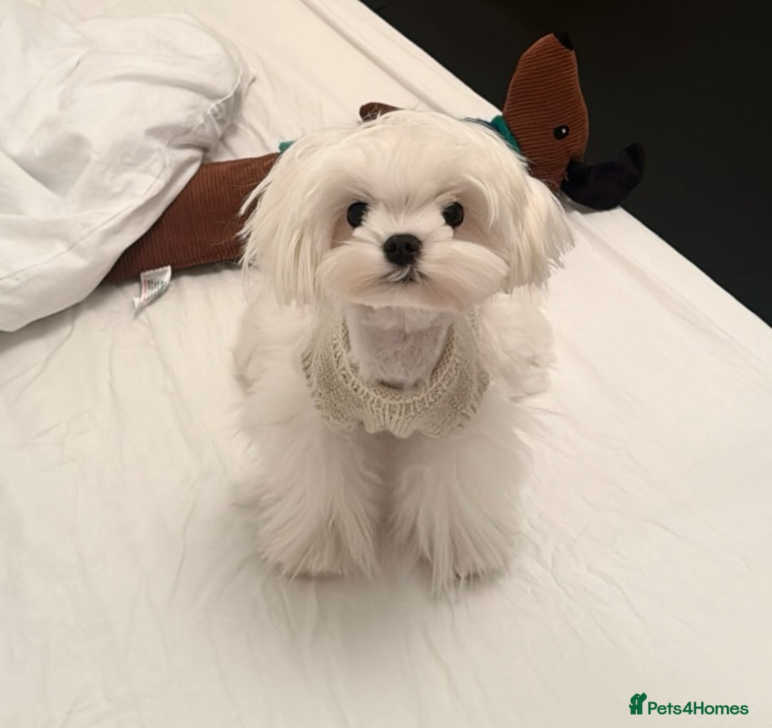 Maltipoo dogs for sale: *** Tiny Korean Maltipoo Babies *** - Image 10