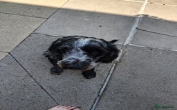 Cockapoo dogs for sale: 3 yr old male cockapoo - Image 4
