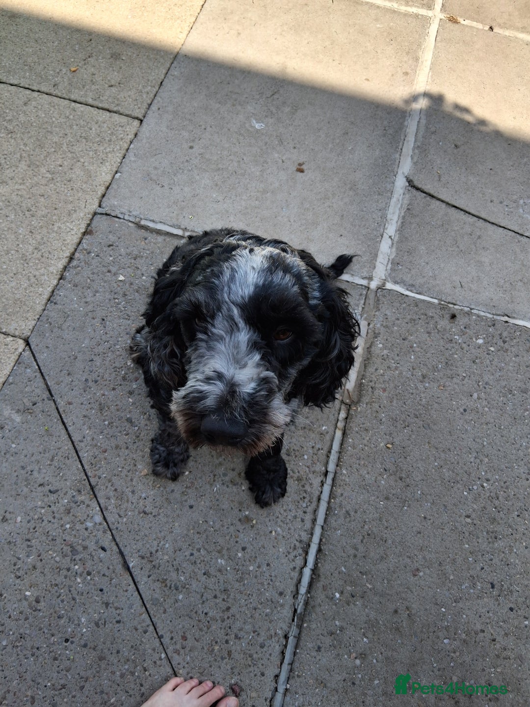 Cockapoo dogs for sale: 3 yr old male cockapoo - Image 4