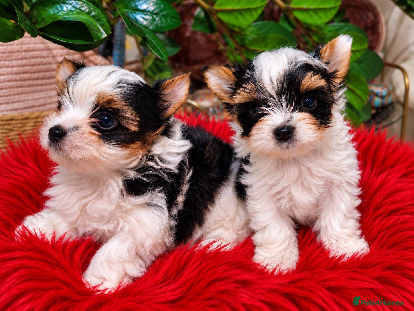 Biewer Terrier dogs 2  biewer boys available - Advert 7
