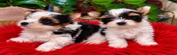 Biewer Terrier dogs for sale: 1 biewer boy Armani available - Advert 1