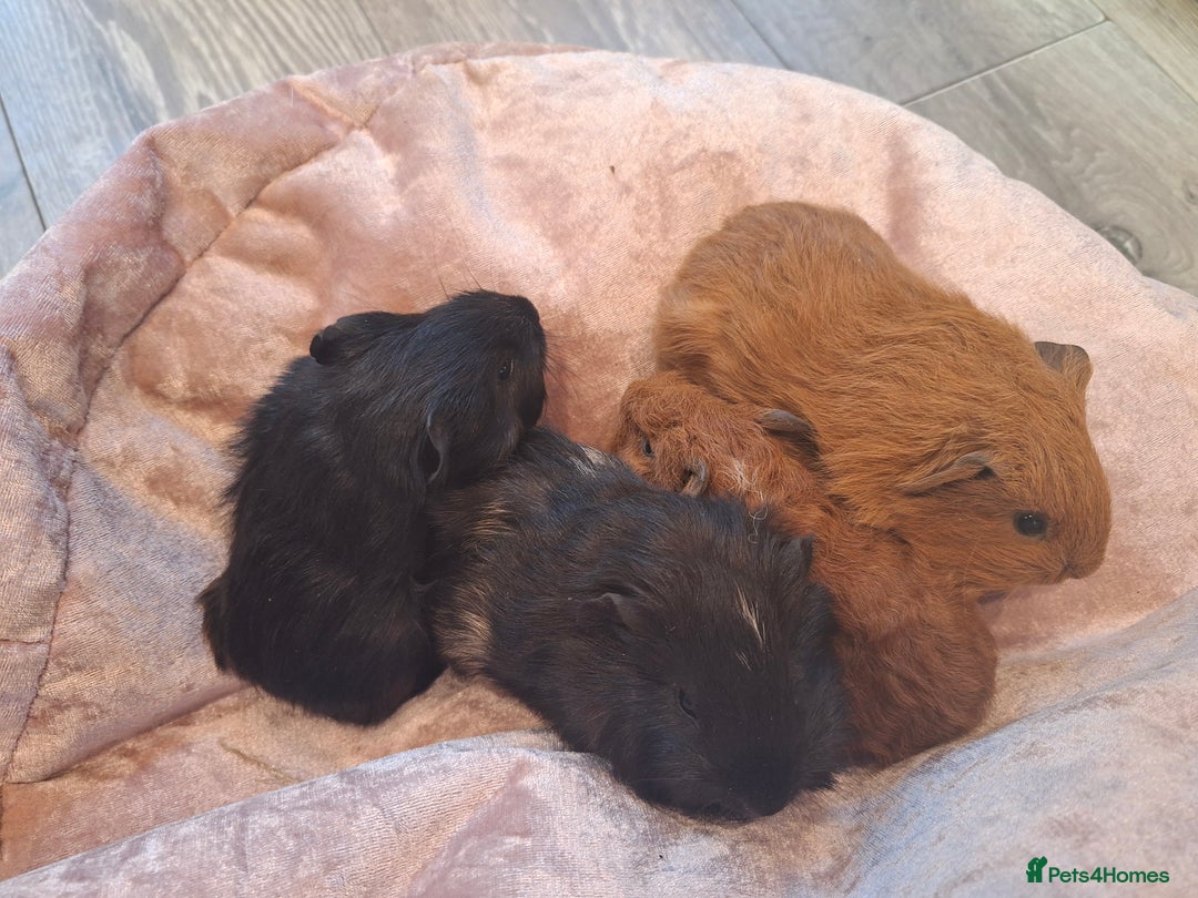 Guinea Pig rodents for sale:  Guinea pigs 4 boys(babies) 3 female (5mo) - Advert 5