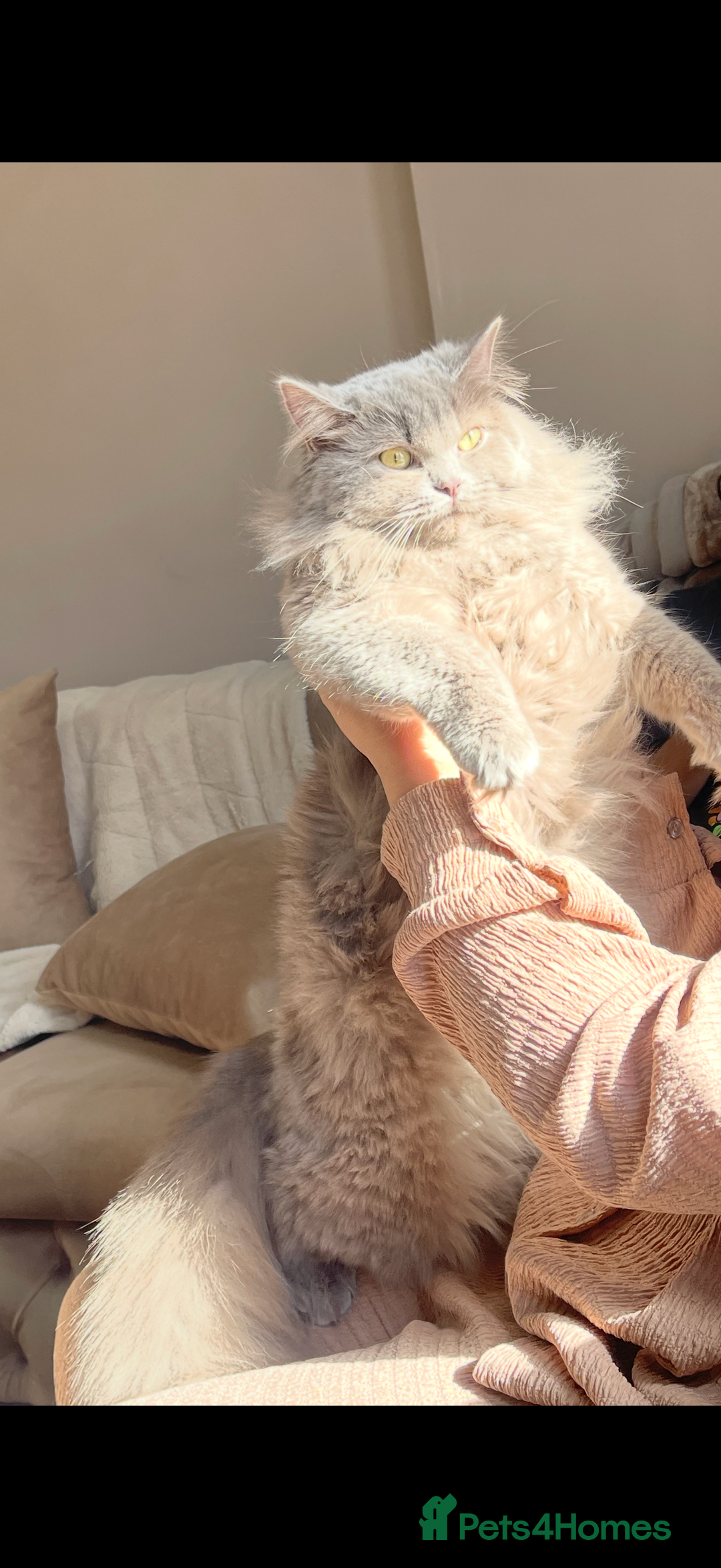 Persian cats for sale: Persian kittens  - Advert 2