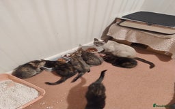 Ragdoll cats for sale: 5 lovely ragdoll X female kittens - Image 7