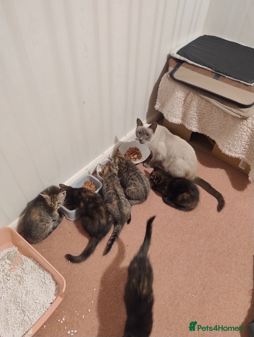 Ragdoll cats for sale: 5 lovely ragdoll X female kittens - Image 7